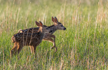 White-tailed Deer Fawn Twins Racing Through a Meadow