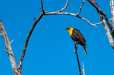 A Yellow-headed Blackbird Singing its Dreadfully Awful Song 