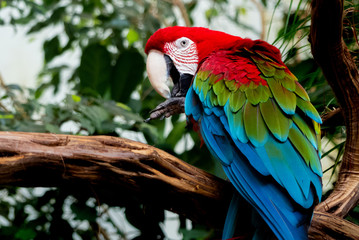 Naklejka na ściany i meble Colorful Macaw with Beautiful Feathers