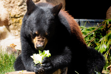 Big Beautiful Bears - Black and Grizz
