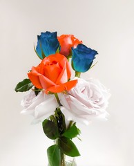 Red, Blue and White rose, 4th July concept