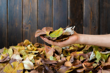 fallen autumn golden leaves into the person hands