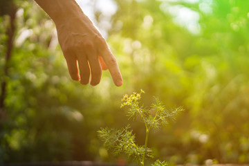 human hand reaching and touching young plant  under the sunshine, feeling the nature
