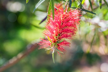 Close up red bottlebrush or callistemon flower in garden