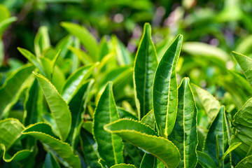 Close up green tea leaves in a tea plantation