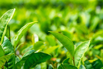 Close up green tea leaves in a tea plantation