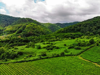 Fototapeta premium Top view of green tea plantation taken by DJI camera at cloudy weather
