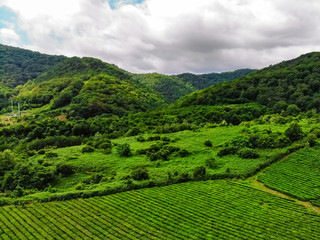Top view of green tea plantation taken by DJI camera at cloudy weather