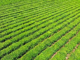 Fototapeta na wymiar Top view of green tea plantation taken by DJI camera