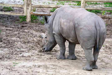 White rhinoceros or Ceratotherium simum grazing in captivity