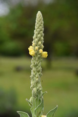 Common mullein is an medicinal herb that is effective for diseases such as skin and respiratory.