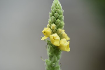 Common mullein is an medicinal herb that is effective for diseases such as skin and respiratory.