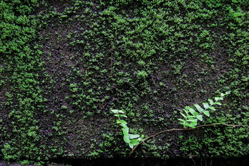 Green moss on the wall concrete for background.Green moss texture. 