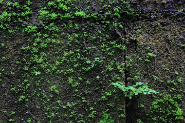 Green moss on the wall concrete for background.Green moss texture. 