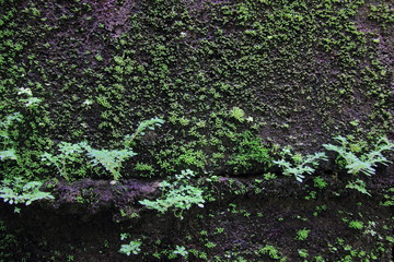 Obraz premium Green moss on the wall concrete for background.Green moss texture. 