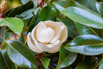 Close up beautiful white magnolia flower on a tree with green leaves. © Yakov