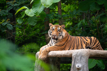 bengal tiger lying  down