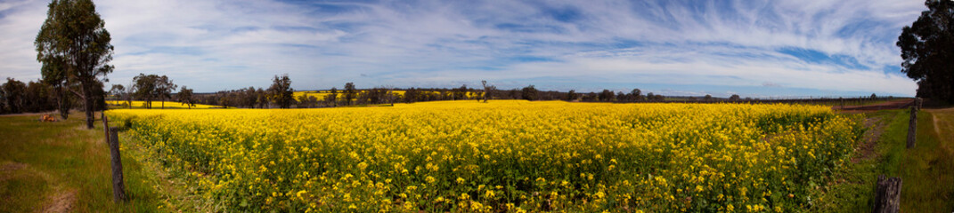 Panorama fields of yellow Canola