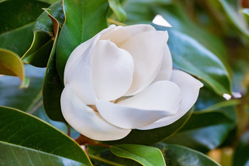 Close up beautiful white magnolia flower on a tree with green leaves. © Yakov