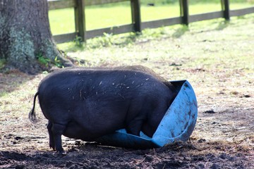 Black pig eating out of farm feeder