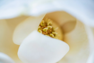 Close up middle of beautiful white magnolia flower