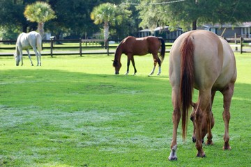 Three Horses Grazing on Farm