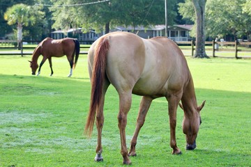 Two horses grazing in pasture