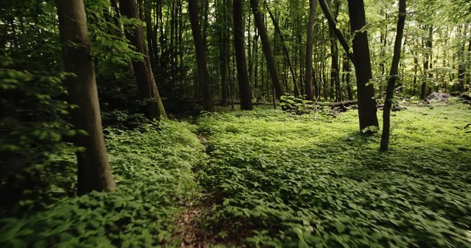 Slow motion POV shot of a person walking through a forest or a park with green leaves and sun shining through the foliage.