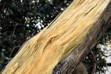 Texture tree wood background nature