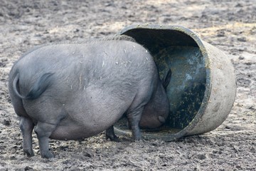 Obraz premium Black Pot-Belly Pig Eating