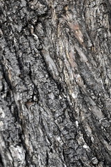 Texture tree wood background nature