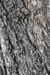 Texture tree wood background nature