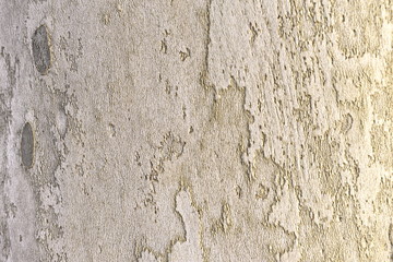 Fototapeta premium Texture tree wood background nature