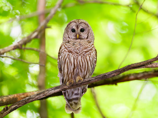 Barred Owl Perched in Tree in Spring, Portrait