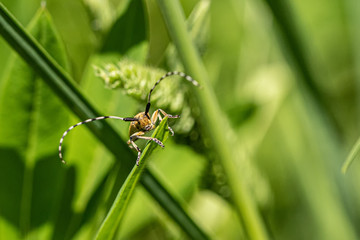 Nature