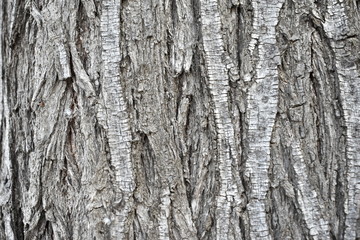 Texture of old tree wood background 