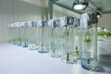 Cloned decorative micro plants in test tubes with nutrient medium. Micropropagation technology in vitro