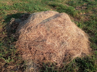 pile of hay among the green grass.