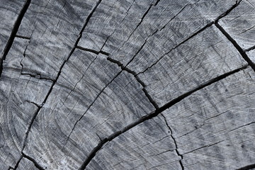 Fototapeta premium Texture of old tree wood background waves and cracks