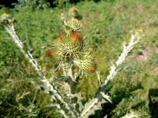 Tatyarnik prickly, stalks of Onopordum plants.
