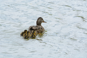 Mallard duck hen swimming ahead of her newborn ducklings in lake on cold overcast day