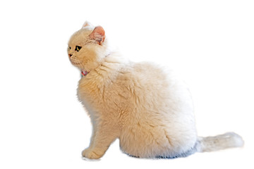 Obraz premium White cat sitting on white background