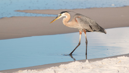 Great Blue Heron on a beach in Florida. - 274804364