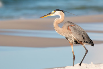 Great Blue Heron on a beach in Florida waves in the background. - 274804385