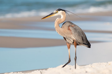 Great Blue Heron on a beach in Florida waves in the background. - 274804387