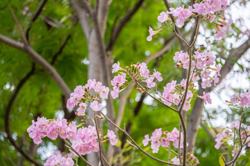 blooming cherry tree in spring