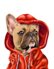 French bulldog in red hoodie