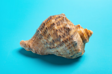 conch shell on a blue background close up
