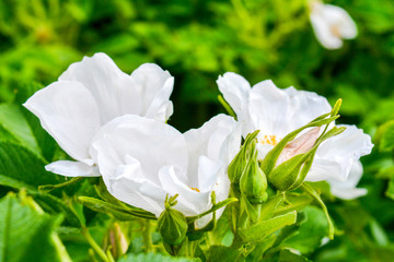 Obraz premium White Dogrose, Briar eglantine flower. Wild Rose hips closeup