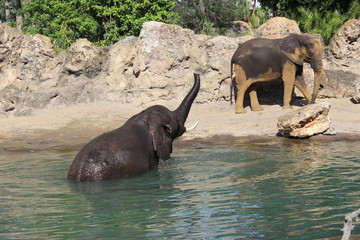 two elephants playing at watering hole